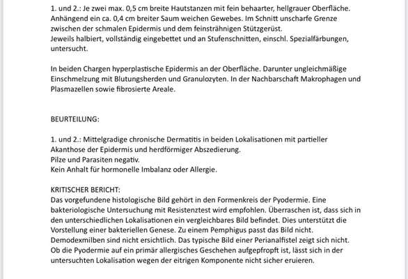 Hautprobleme, geschwollene aufgeplatzte Pfoten, juckende Haut-Beitrag-Bild