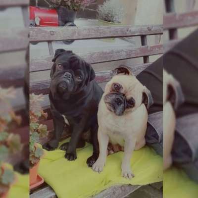 Hundetreffen-GassiFreunde gesucht in Oschatz-Bild