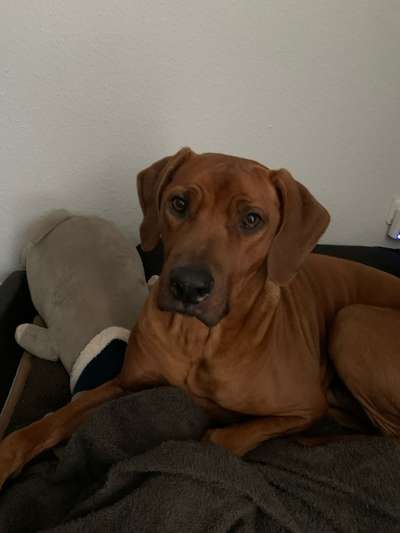 Rhodesian Ridgeback-Beitrag-Bild