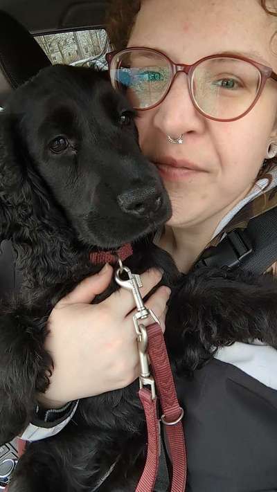Hundetreffen-Spazier- und Spielgefährten gesucht-Bild
