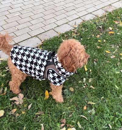Hundekleidung - Top oder Flop-Beitrag-Bild