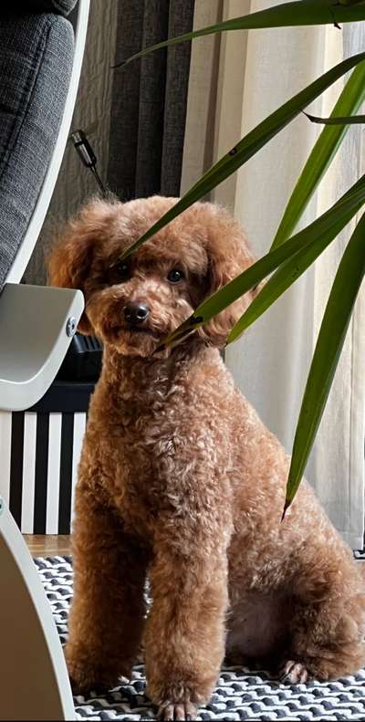 Dogorama Photo Challenge - Portrait-Beitrag-Bild