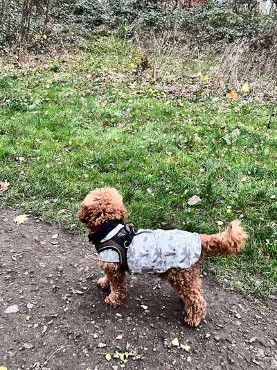 Hundekleidung - Top oder Flop-Beitrag-Bild