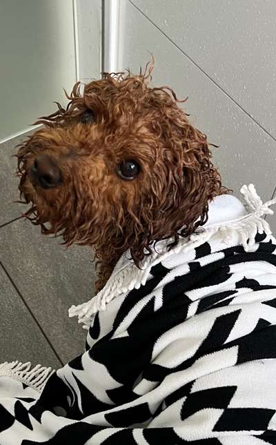 22. Handy Foto - Challenge-Beitrag-Bild