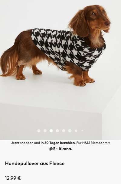 Hundekleidung - Top oder Flop-Beitrag-Bild