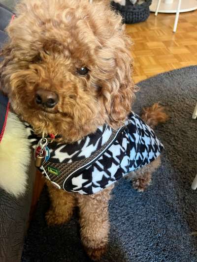 Hundekleidung - Top oder Flop-Beitrag-Bild