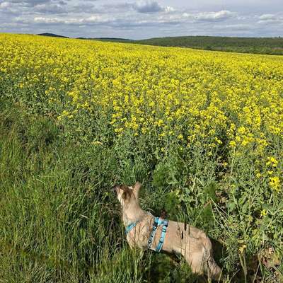 Hundetreffen-Spielrunde und Gassigänge-Bild