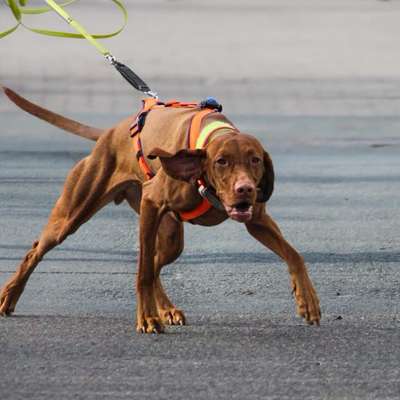 Hundetreffen-Mantrailing Gruppe-Bild