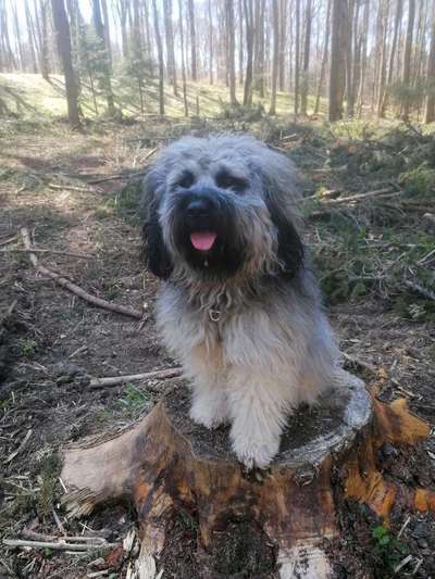 Hundetreffen-Gassirunde und Spielen-Bild