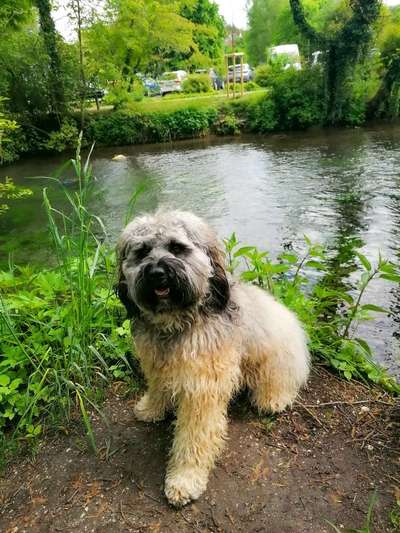 Dogorama-Monats-Challenge-Mai "Wasser"-Beitrag-Bild