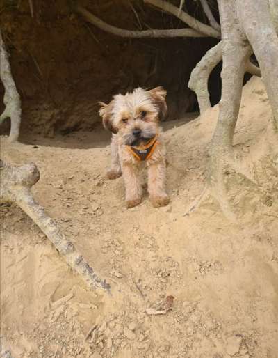 Welpenpreise-Beitrag-Bild