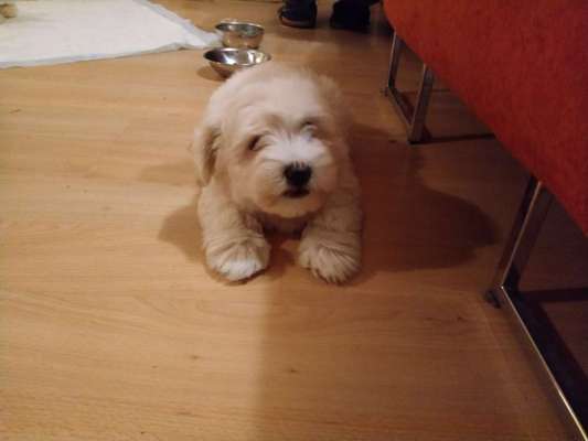 Welpen Bilder !-Beitrag-Bild