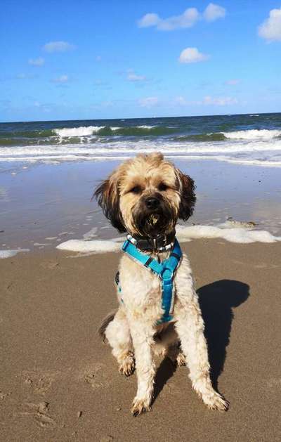 Dogorama-Monats-Challenge-Mai "Wasser"-Beitrag-Bild