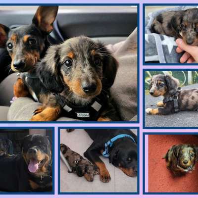 Brauchen wir getrennte Auslaufflächen für kleine Hunde? 🐶-Beitrag-Bild
