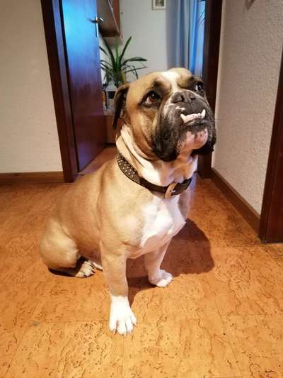 Olde English Bulldogge-Beitrag-Bild