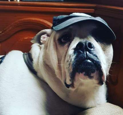 CHALLENGE NR. 19 - Der Hundeblick-Beitrag-Bild