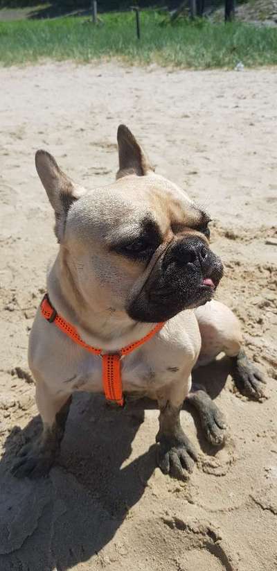 Französische Bulldoggen-Beitrag-Bild