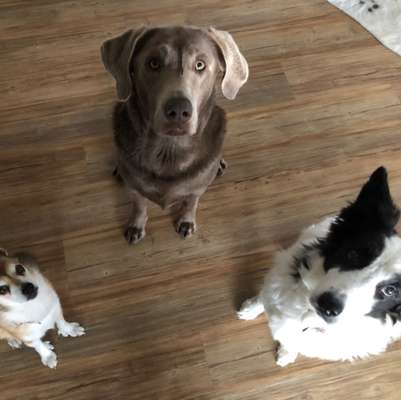 Giftköder-Hundetraining-Bild