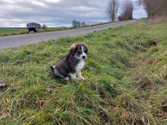 Welpen Bilder !-Beitrag-Bild