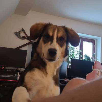 Hundetreffen-Hunde Treffen in Rothenburg-Bild