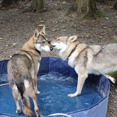 Hundetreffen-Souveräne Hunde-Bild