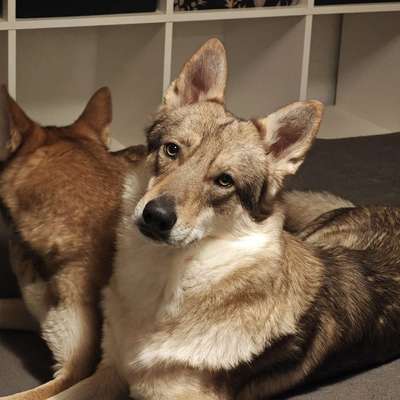 Hundetreffen-Souveräne Hunde-Bild