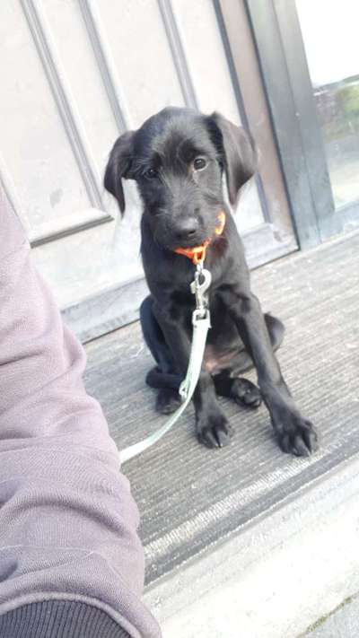 Mischlinge raten - Rätselspaß-Beitrag-Bild