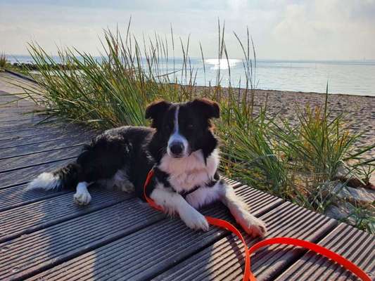Gibt's hier noch mehr Border Collies???-Beitrag-Bild