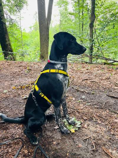 Eurohound (Europäischer/Skandinavischer Schlittenhund)-Beitrag-Bild