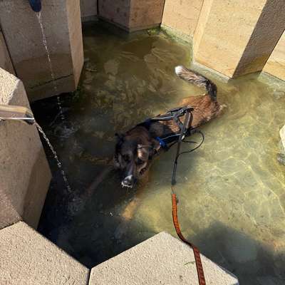 Hundetreffen-Gassirunde/Spieltreffen-Bild