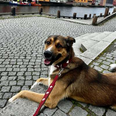 Hundetreffen-Social Walk-Bild