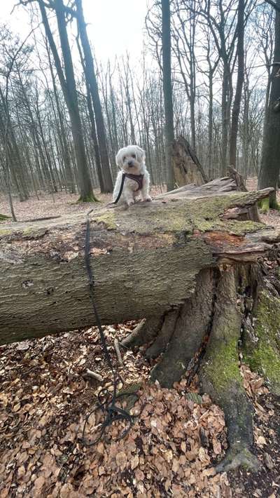 Fotochallenge No. 26                                     Wald und Wiese-Beitrag-Bild