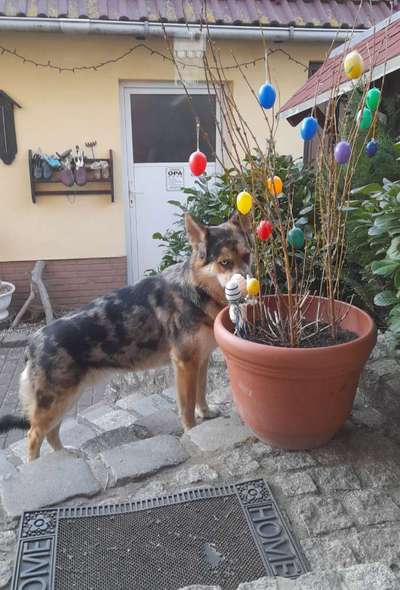 Dogorama Photo Challenge - Der Frühling kommt-Beitrag-Bild