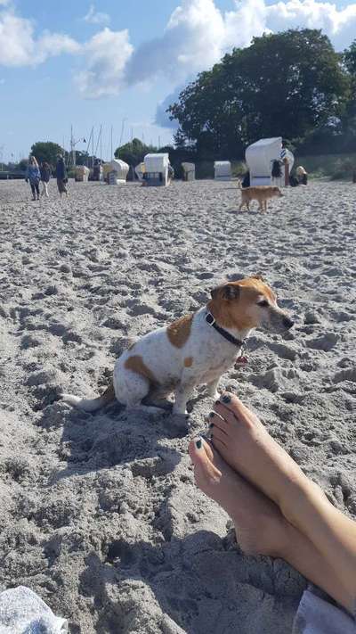 Dogorama Photo Challenge - Tierischer Urlaub-Beitrag-Bild