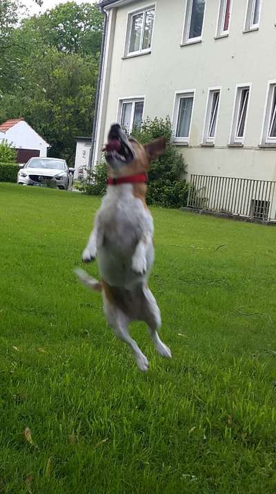 Hunde in Action-Beitrag-Bild