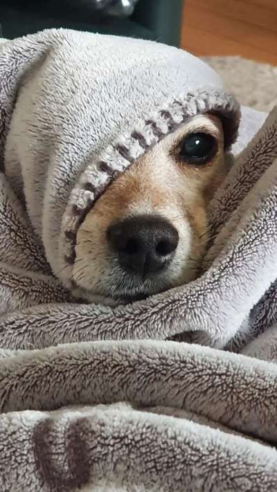 Zeigt mir die tollste Nahaufnahme von eurer Fellnase-Beitrag-Bild