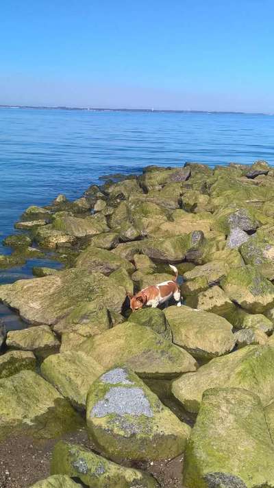 Hunde im Urlaub-Beitrag-Bild