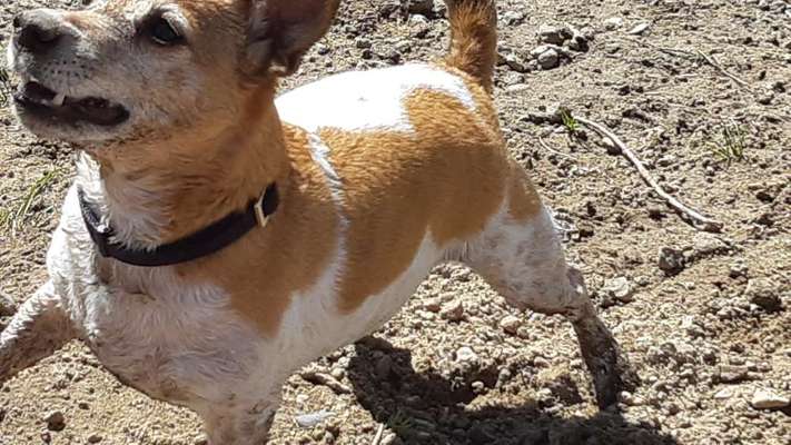 FOTOCHALLENGE 72 - Glücklicher Hund im Schmuddel-Look-Beitrag-Bild