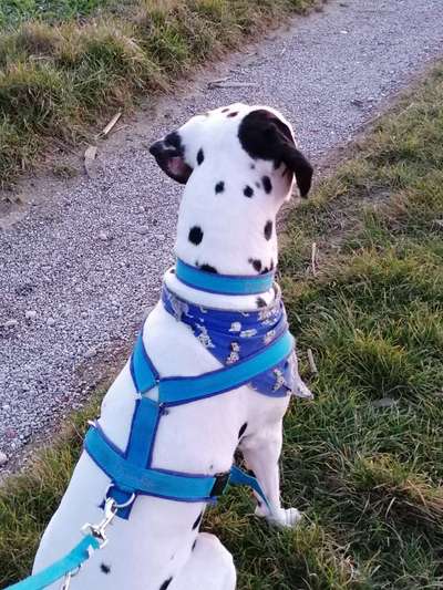 Geschirr für Dackel-Beitrag-Bild