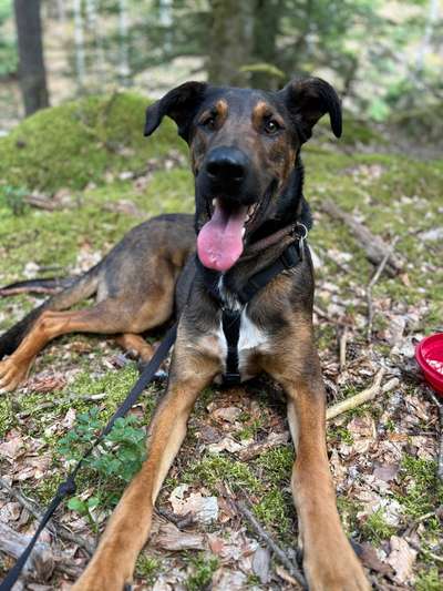 Hundetreffen-Hundespaziergang Oberpleis & Siebengebirge-Bild