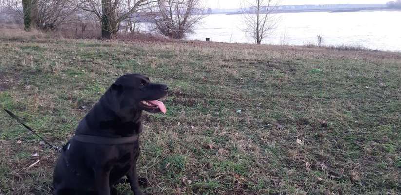 Hundeauslaufgebiet-Rhein Am Yachthafen-Bild