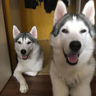 Hundetreffen-Huskytreffen/gemeinsame Wanderungen/zZughundesport oder einfach Spaß haben-Bild