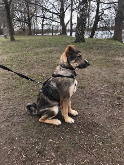 Hundetreffen-Nacho sucht Spielfreunde-Bild