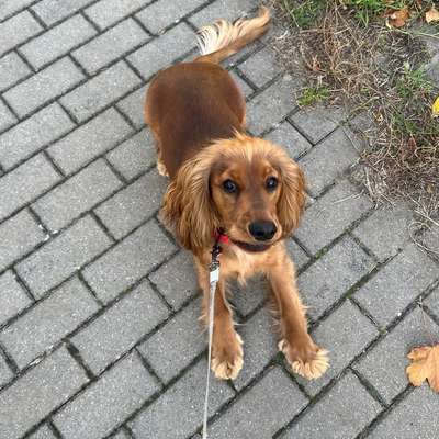 Hundetreffen-Ich suche für meinen kleinen Sammy einen Spielfreund 🥰-Bild