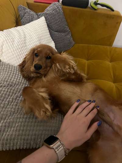 Hundetreffen-Ich suche für meinen kleinen Sammy einen Spielfreund 🥰-Bild