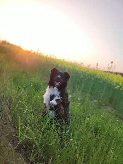 Australian Shepherd Freunde/innen-Beitrag-Bild