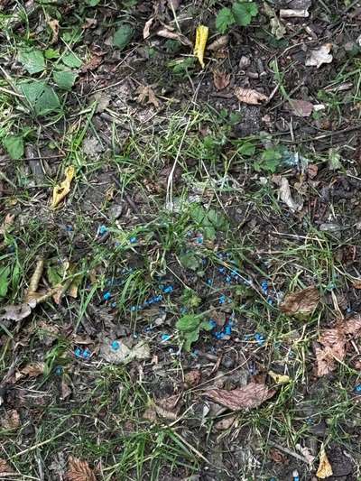 Giftköder-Blau Korn im Ostpark-Bild