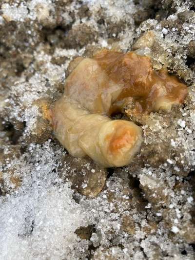 Schleim Pur als Kot?-Beitrag-Bild