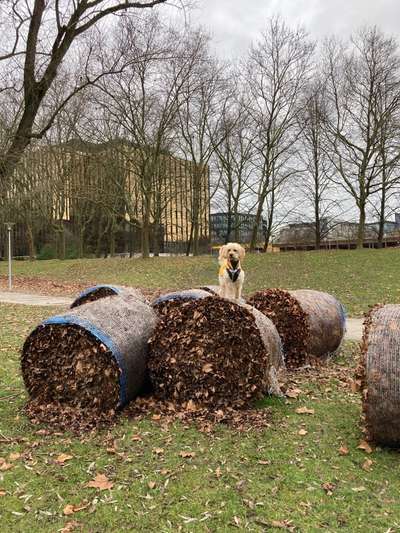 Hundetreffen-Spielen und üben-Bild