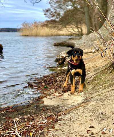 Zeigt mal die schönsten Bilder von euren Hunden !-Beitrag-Bild